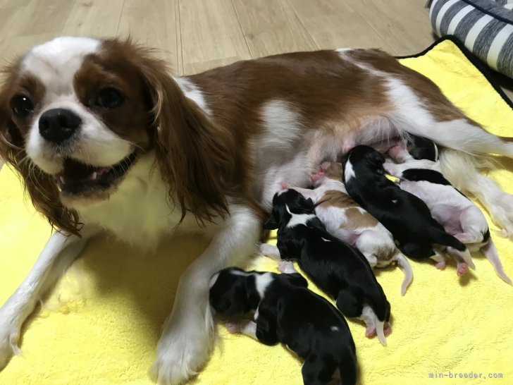 田中邦子ブリーダーのブログ：無事産まれました❣