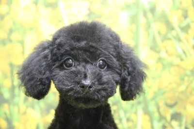 千葉県印西市トイプードルブラック 黒 の子犬メス ルルちゃん 竹内大二ブリーダー みんなのブリーダー