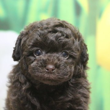 ティーカッププードル【千葉県・女の子・2024年12月24日・ブラウン】の写真「父犬遺伝子検査3項目クリア、色濃く小ぶり毛質良い子」