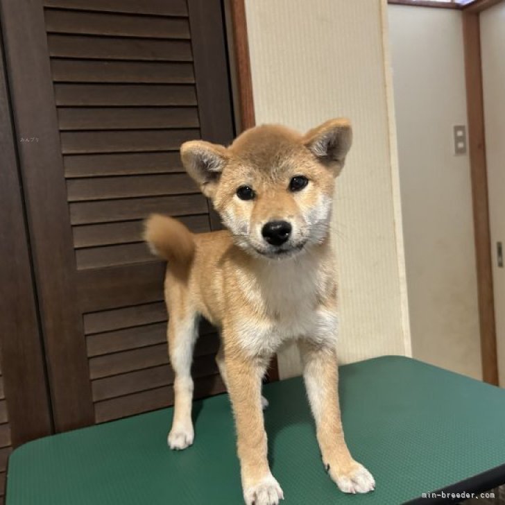 日保、展覧会にて活躍中の直仔🐕 | 柴犬(標準サイズ)