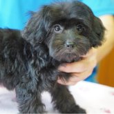 ミックス(チワマル×トイプードル)