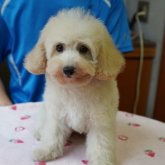 トイプードル(トイ)
