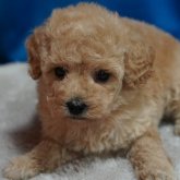 トイプードル(トイ)