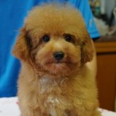 トイプードル(トイ)