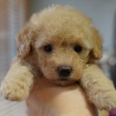 トイプードル(トイ)
