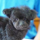 ミックス(チワマル×トイプードル)