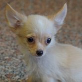 チワワ(ロング)