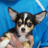 チワワ(ロング)