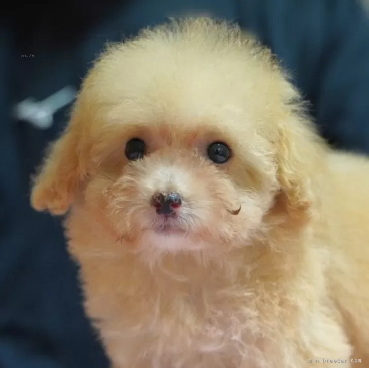 ちー 様のお迎えした子犬