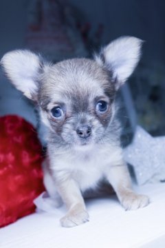 チワワ(ロング)【福岡県・女の子・2019年8月1日・イザベラフォーン】の写真「母犬チャンピオン直子のイザベラフォーン女子」