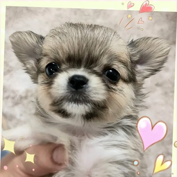 コテカン 様のお迎えした子犬