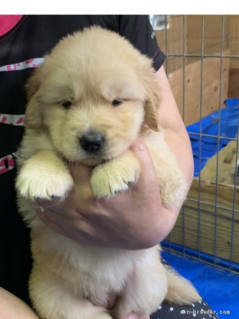 ゴールデンレトリバー 山口県 女の子 年5月8日 ゴールド 優良血統のかわいい子犬さんです みんなのブリーダー 子犬id 06 003