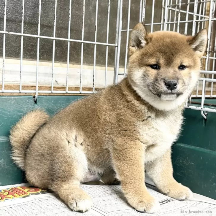 柴犬(標準サイズ)【愛知県・男の子・2024年11月27日・赤】の写真1