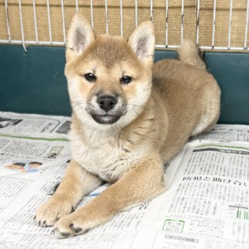 柴犬(標準サイズ)【愛知県・女の子・2024年10月3日・赤】の写真「とても可愛い女の子‼︎」