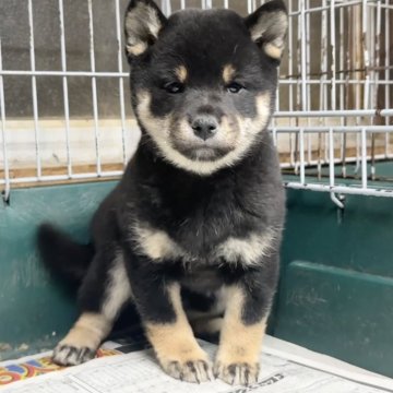 柴犬(標準サイズ)【愛知県・女の子・2024年11月27日・黒】の写真「小さなお目目がチャーミング!!」