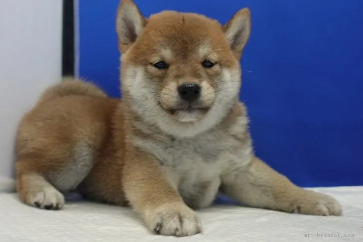 柴犬(標準サイズ)【愛知県・男の子・2021年11月1日・赤】の写真1