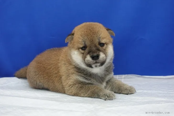 柴犬(標準サイズ)【愛知県・女の子・2020年5月22日・赤】の写真1