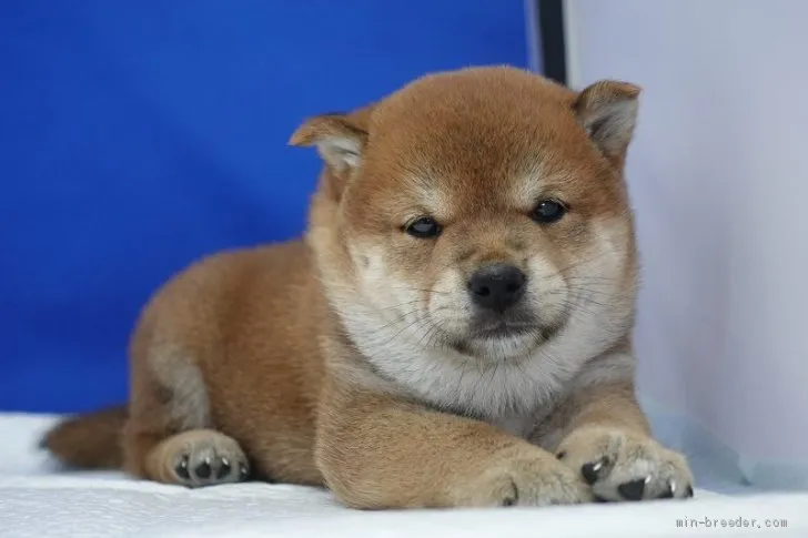 柴犬(標準サイズ)【愛知県・男の子・2021年5月1日・赤】の写真1