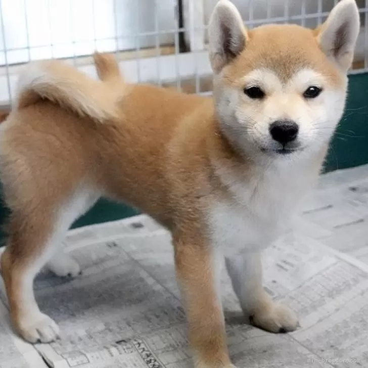 柴犬(標準サイズ)【愛知県・女の子・2024年6月2日・赤】の写真1