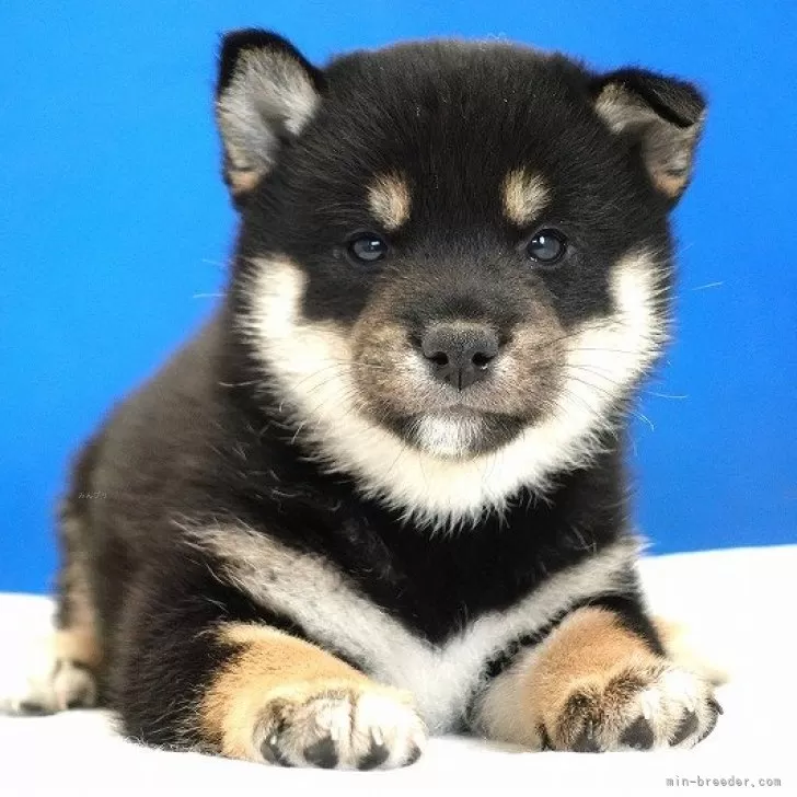 柴犬(標準サイズ)【愛知県・男の子・2023年11月8日・黒】の写真1