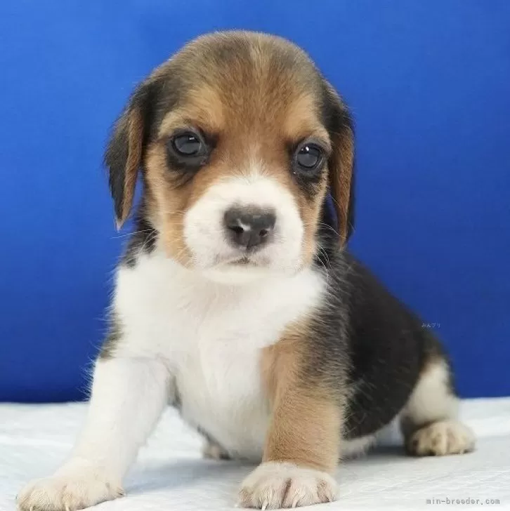 マキ 様のお迎えした子犬