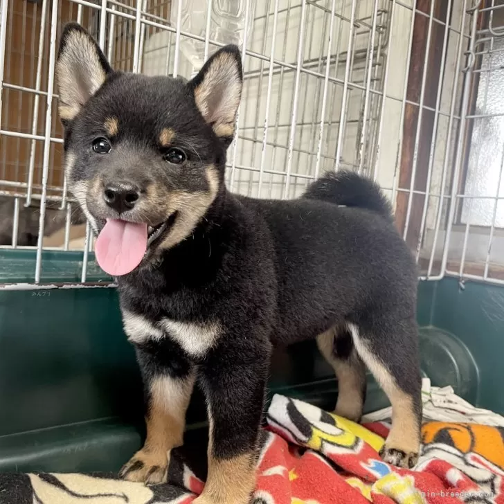 まぐ 様のお迎えした子犬