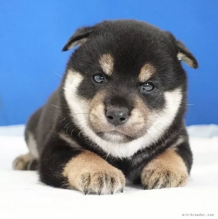 柴犬(標準サイズ)【愛知県・男の子・2024年7月27日・黒】の写真1