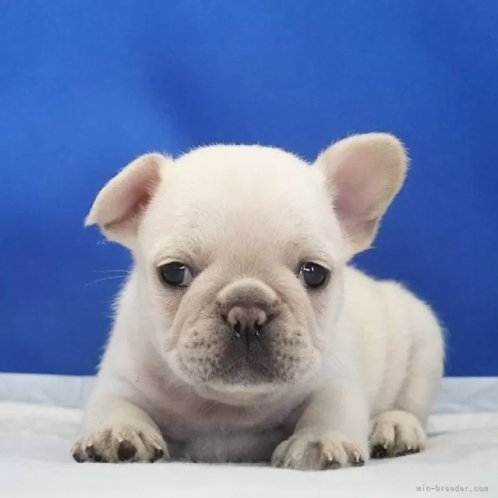 Y.G 様のお迎えした子犬