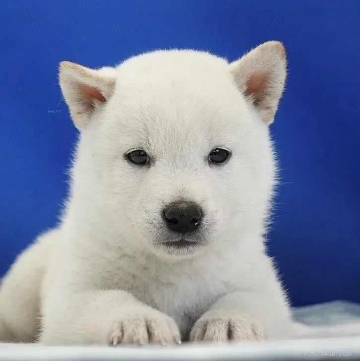 柴犬(標準サイズ)【愛知県・男の子・2024年6月27日・白】の写真1