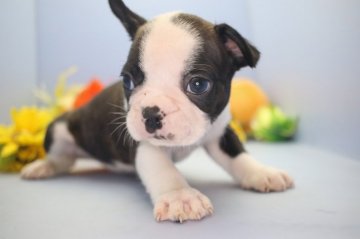 父犬ボストンテリア 母犬フレンチブルドッグ【愛知県・男の子・2019年4月24日・ボストンカラー】の写真「可愛い男の子です。」