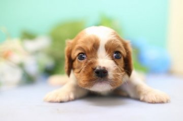 キャバリア【愛知県・女の子・2018年9月5日・ブレンハイム】の写真「小ぶりなかわい子ちゃん。」