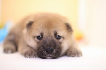 柴犬(標準サイズ)【愛知県・男の子・2018年6月27日・赤】の写真「触るとふわふわムチムチ。」