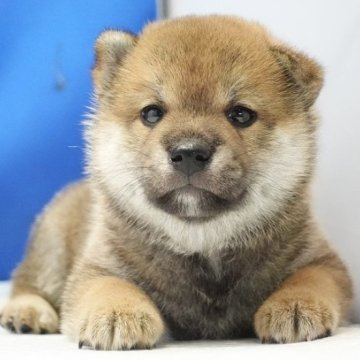 柴犬(標準サイズ)【愛知県・男の子・2024年7月27日・赤】の写真「キュート🩷！」