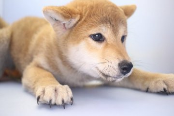 柴犬(標準サイズ)【愛知県・女の子・2018年12月26日・赤】の写真「小ぶりな女の子です。」