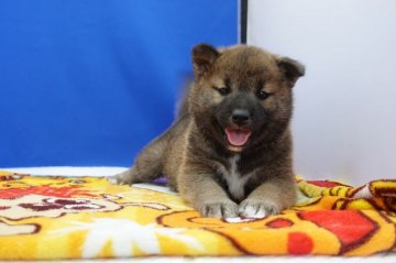 柴犬(標準サイズ)【愛知県・男の子・2020年12月22日・赤】の写真「モグラちゃん１。」