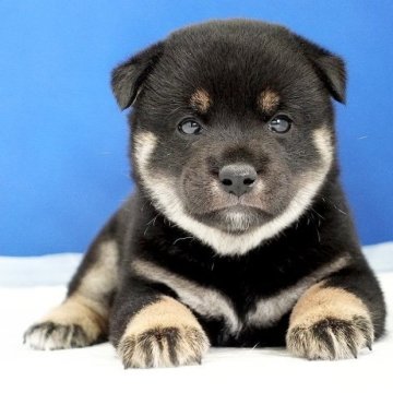 柴犬(標準サイズ)【愛知県・女の子・2024年7月27日・黒】の写真「小さなお目目でもとっても可愛いつぶらな瞳‼︎」