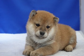 柴犬(標準サイズ)【愛知県・女の子・2020年3月11日・赤】の写真「とってもキュートな女の子。」