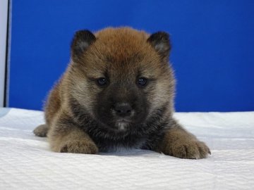 柴犬(標準サイズ)【愛知県・男の子・2020年10月28日・赤】の写真「モグラちゃん‼」