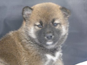 柴犬(標準サイズ)【愛知県・女の子・2019年2月15日・赤】の写真「だんだん女の子らしくなります。」