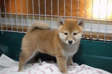 柴犬(標準サイズ)【愛知県・女の子・2019年11月2日・赤】の写真「チャーミングな女の子です。」