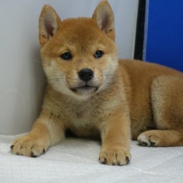 柴犬(標準サイズ)【愛知県・女の子・2022年12月2日・赤】の写真「ちょっとビビリな女の子」