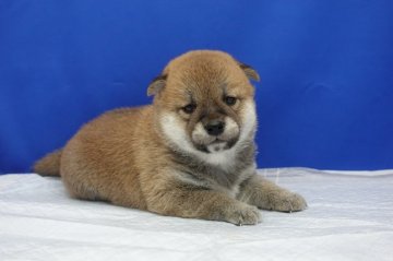 柴犬(標準サイズ)【愛知県・女の子・2020年5月22日・赤】の写真「とってもキュート！」