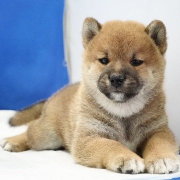 柴犬(標準サイズ)【愛知県・男の子・2024年6月2日・赤】の写真「まんまるお顔の男の子です。」