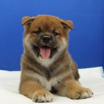 柴犬(標準サイズ)【愛知県・男の子・2023年4月16日・赤】の写真「キュートな男の子です。」