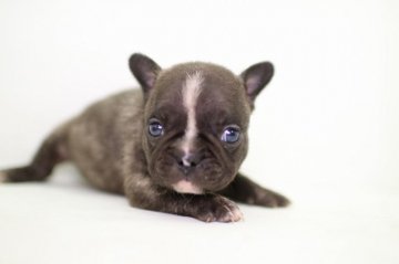 フレンチブルドッグ【愛知県・男の子・2016年7月20日・ブリンドル】の写真「」