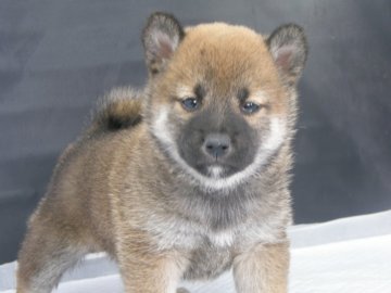 柴犬(標準サイズ)【愛知県・女の子・2019年2月15日・赤】の写真「よーく見るとつぶらな瞳がかわいいです。」