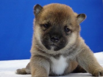 柴犬(標準サイズ)【愛知県・女の子・2020年11月4日・赤】の写真「ライオンの赤ちゃんみたいです。」