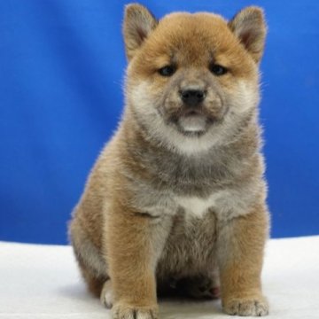 柴犬(標準サイズ)【愛知県・男の子・2023年1月26日・赤】の写真「優しいお顔をした男の子です。」