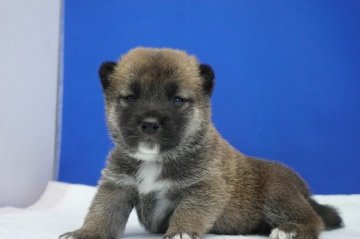 柴犬(標準サイズ)【愛知県・女の子・2020年12月22日・赤】の写真「モグラちゃん３．」