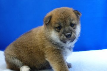 柴犬(標準サイズ)【愛知県・男の子・2019年11月2日・赤】の写真「小ぶりな男の子です。」